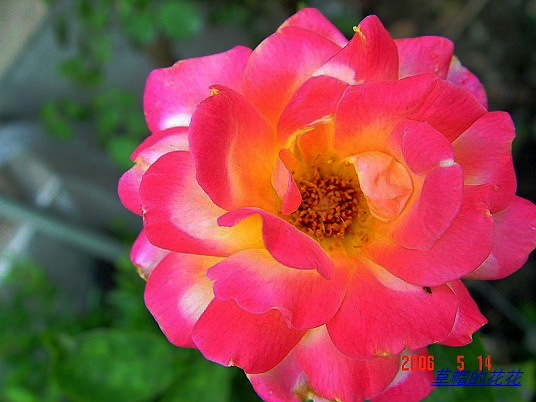 �żһ�԰2006 290.jpg