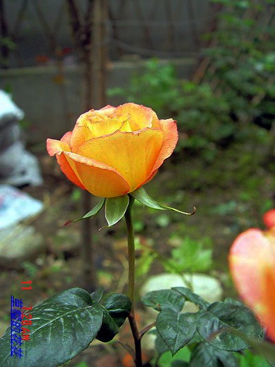 �żһ�԰2006 067.jpg