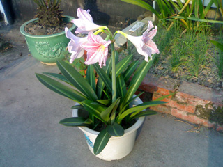 20061004276a.jpg