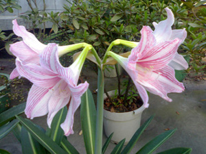 20061004277a.jpg