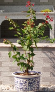 ��ʱ��������