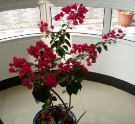 12��1���ĵģ��Ѿ��ᵽ����ȥ�ˣ�Ҷ�����кö�չ���ˣ�����������滨һ��Ҳû�������͵��ˣ���֪���� ...