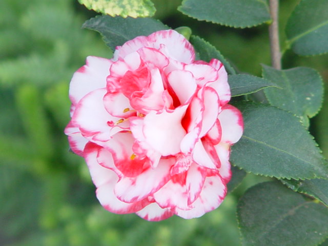 DSC05812.JPG