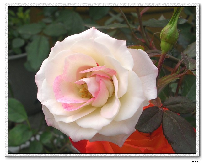 DSCN4056.jpg