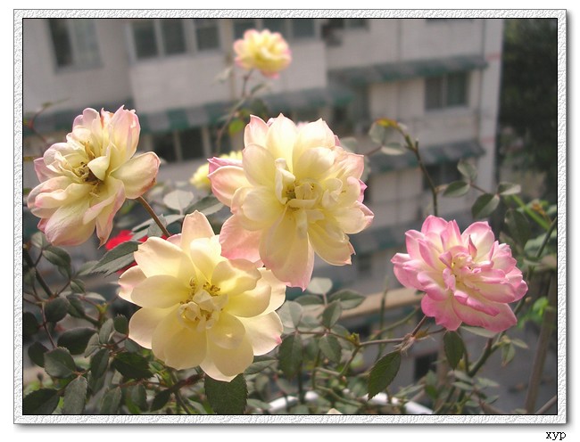 DSCN4092.jpg