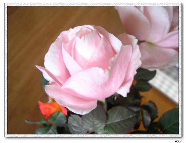 DSCN4254.jpg