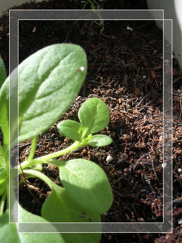 С��֦�ޣ���