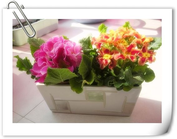 Ư��������д����