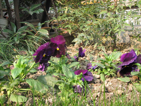 IMG_1065_resize.JPG