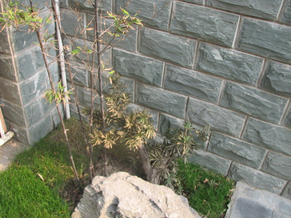 IMG_1082_resize.JPG
