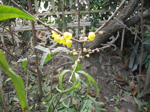 IMG_1084_resize.JPG