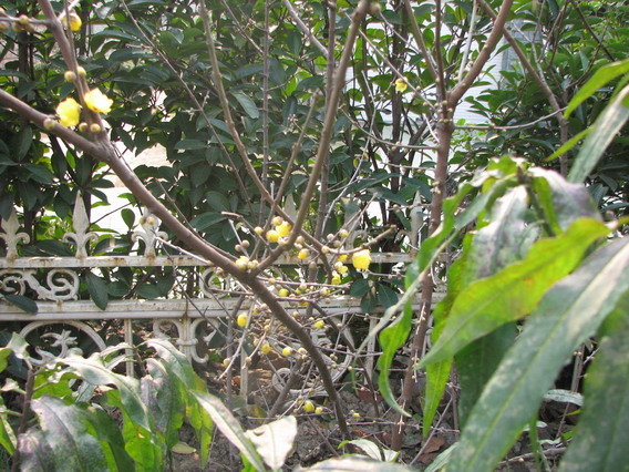 IMG_1085_resize.JPG