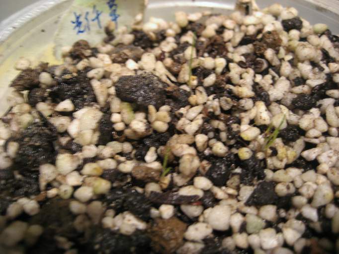 �ҵõ�һë����ë����ëô��