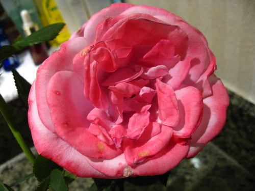 IMG_3480.JPG