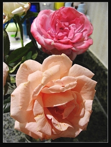 IMG_3486.JPG
