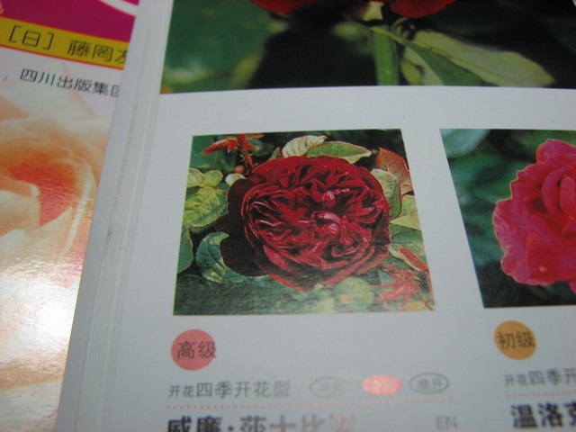 ���� ɯʿ����