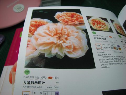 �ɰ�������Ҷ