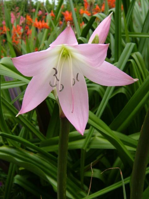 crinum moorei�������ҵ��������ֺ������һ��