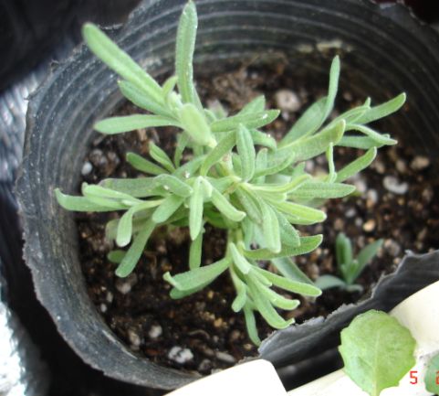 Ҳ��˳������,����