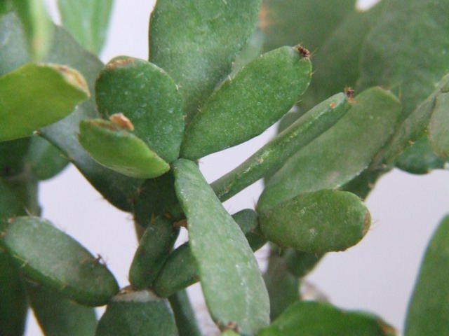 ������С зצ��0.JPG