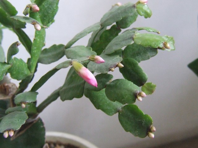 ������С зצ��2.JPG