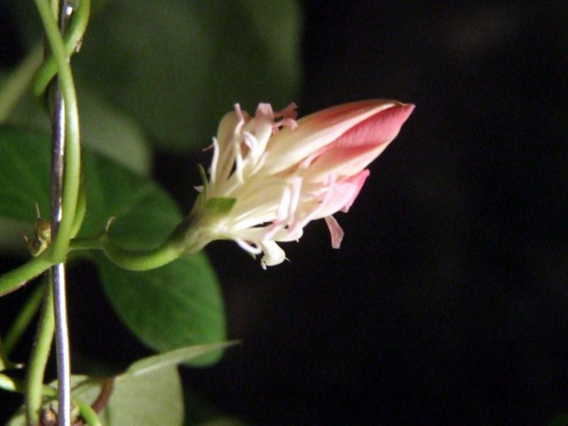 ������С DSCF0003.JPG