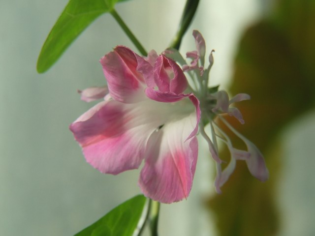 ������С DSCF0019.JPG