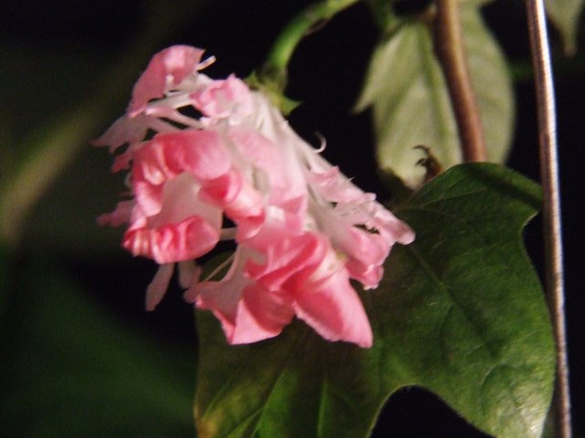 ������С DSCF0002.JPG