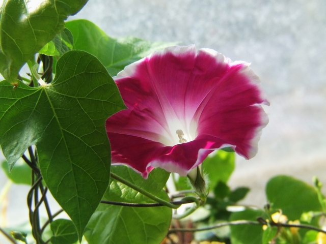 ������С DSCF0017.JPG