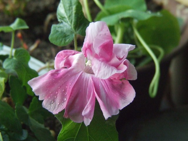 ������С DSCF0001.JPG