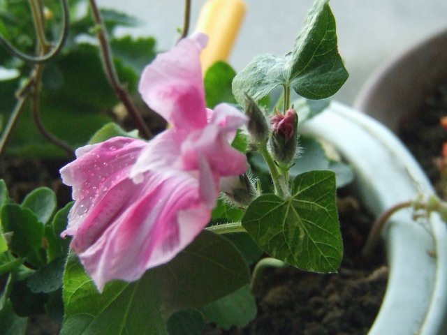 ������С DSCF0002.JPG