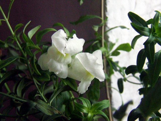 ������С DSCF0014.JPG