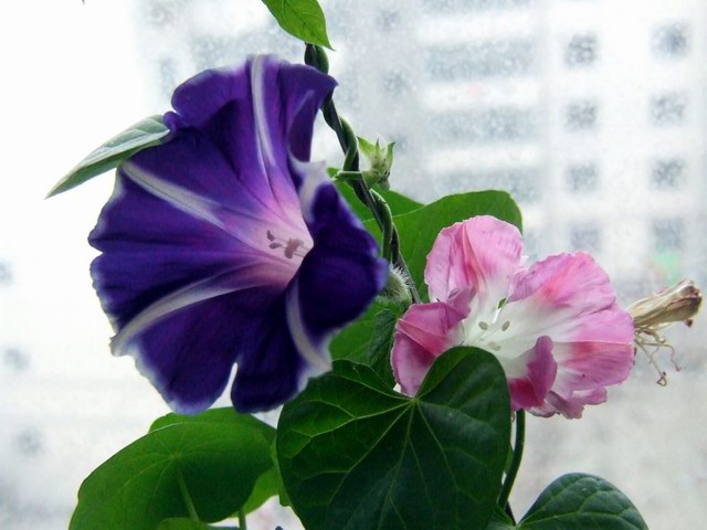 ������С DSCF0017.JPG