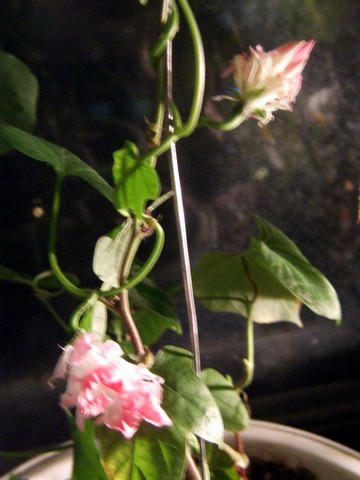 ������С DSCF0001.JPG