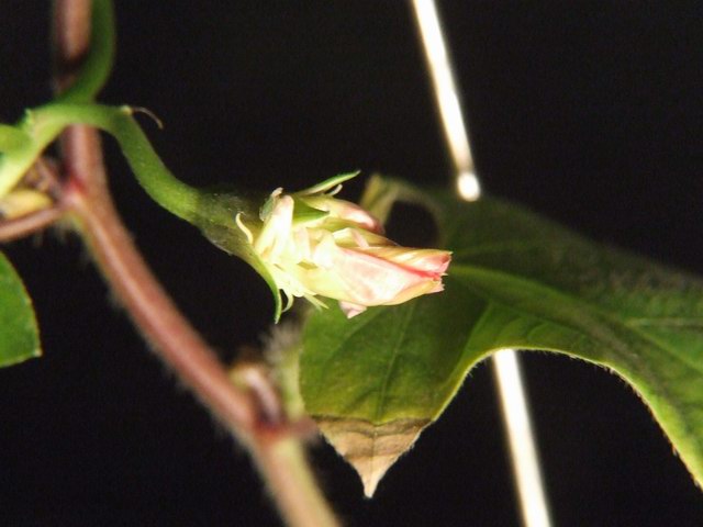 ���ţ��������