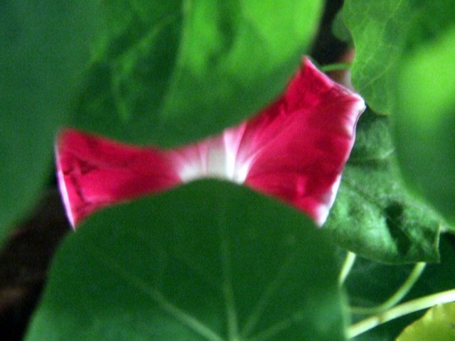 ������С DSCF0004.JPG