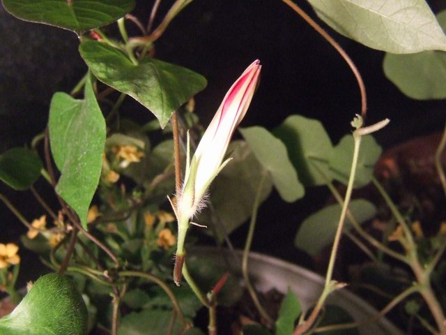 ������С DSCF0009.JPG