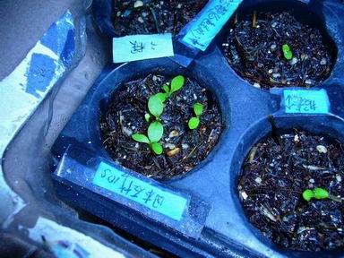 ������С P1020019.JPG