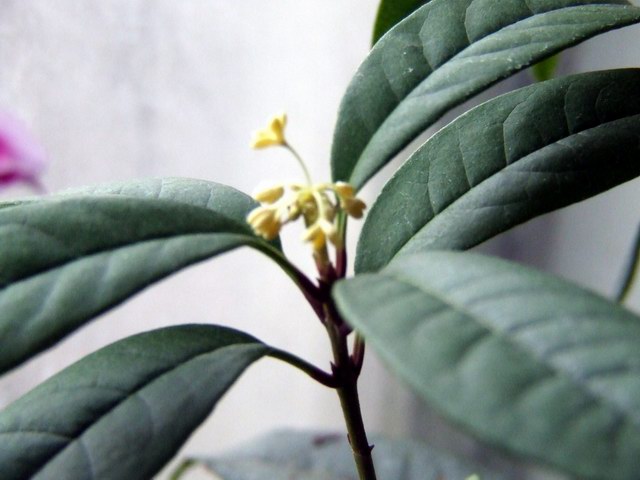 ������С �����2.JPG