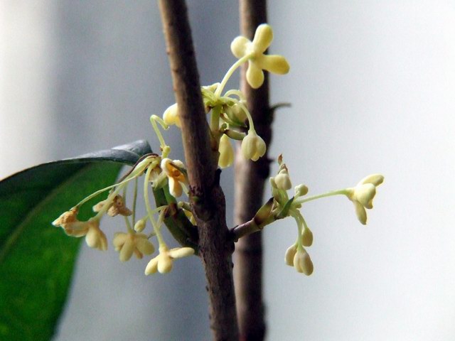 ������С �����4.JPG