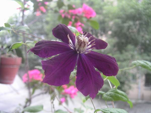 �������쿪�Ļ�