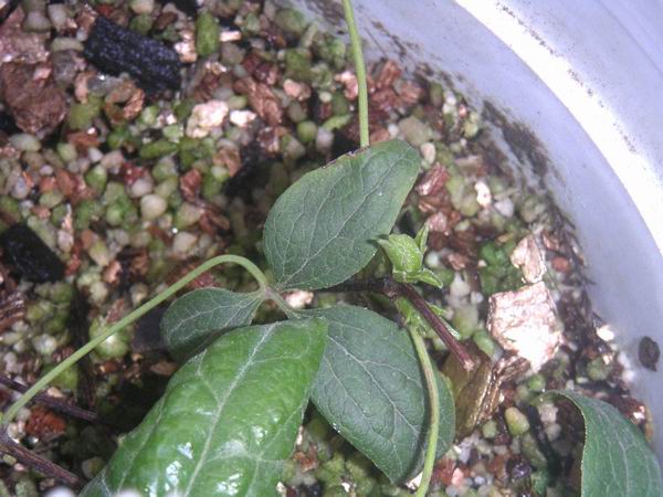 ������С ����Ǥ����ѿ611022.JPG