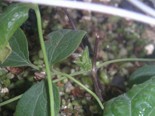 ���²������ʮһ�³���ѿ