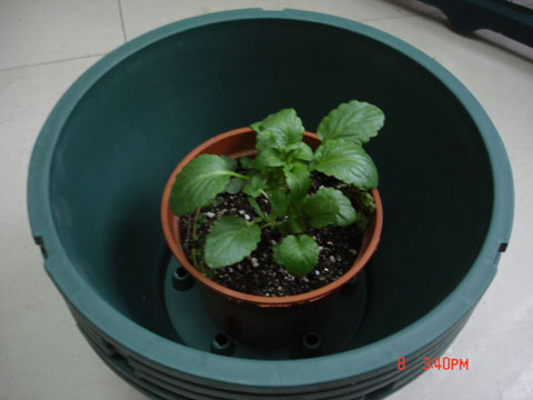 ��ɫ����������ͨ��С��,�Աȿ���