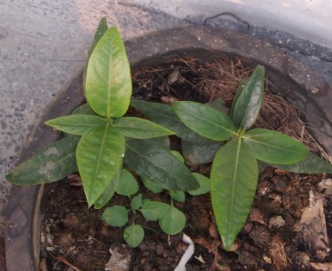 10��30���ĵ���÷С�磬����Ҷ�ӻ��ˣ����Խ�ˮ��