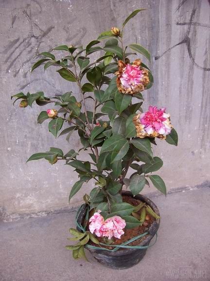 100_2644.JPG
