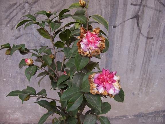 100_2645.JPG