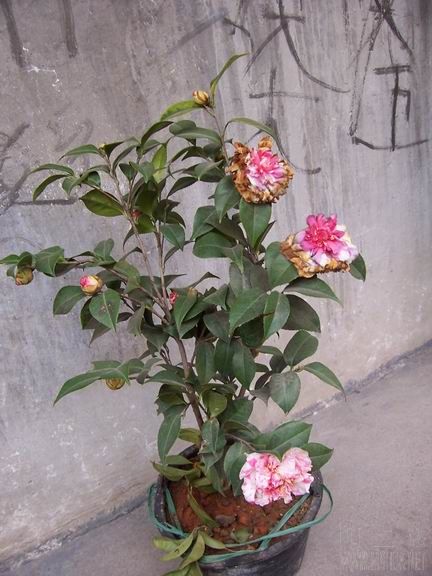 100_2648.JPG