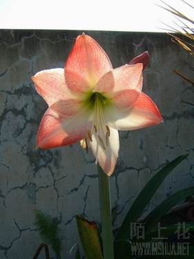 �{����СApple Blossom .jpg