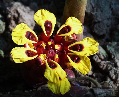 ����ɰ��Etlingera yunnanensis .jpg